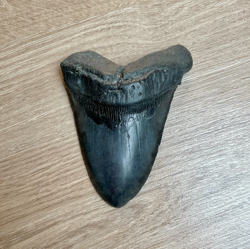 13cm megalodon shark - 13cm,