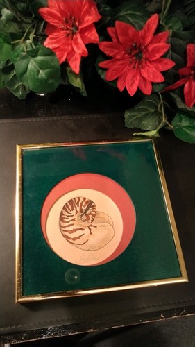 Beautiful 1988 nautilus - a,
