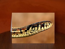 Garter Snake - A5 Greeting
