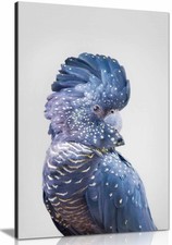 Black Cockatoo Canvas Print