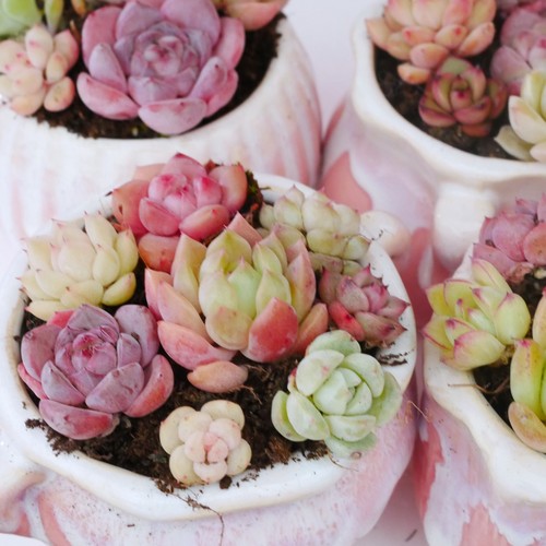 Succulent bundle 8pcs can - succulent,