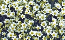 6  Saxifraga White Snow Carpet  Hardy Alpine Perennial Plug plants