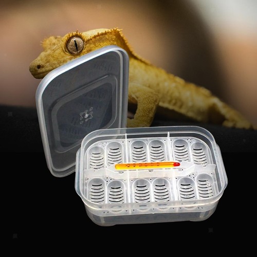 Reptile incubator tray egg - reptile,