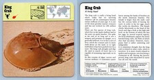 King Crab - Arachnids - 1970's Rencontre Safari Wildlife Card