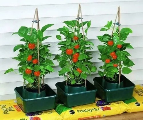 Tomato growbag pot 3pc - tomato,