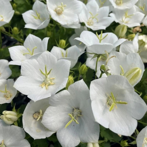 Campanula clips white 5 - white, x