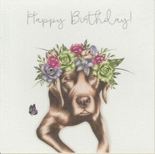  Cute Chocolate Labrador dog