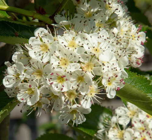 Crataegus prunifolia hawthorn - crataegus,
