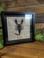 Framed Giant Forest Scorpion -