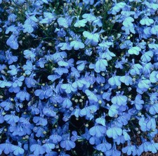 Lobelia mini plug plants
