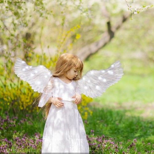 White feather angel wings - feather,