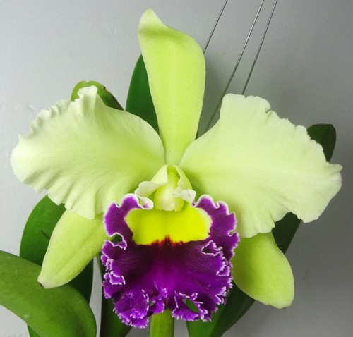Cattleya blc pathum green - blc.,