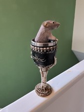 Taxidermy  Common Rat This Is Not A Protected Species