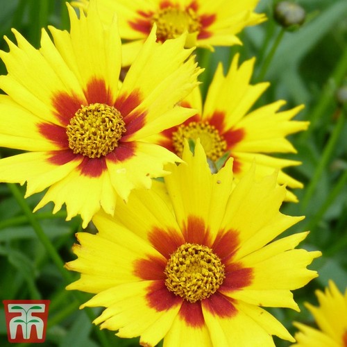 Coreopsis sterntaler large - coreopsis,