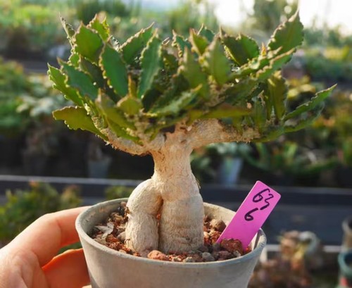 Rare plant euphorbia - rare,