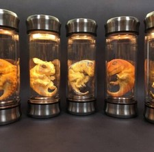 USA Jurassic Park Dinosaur