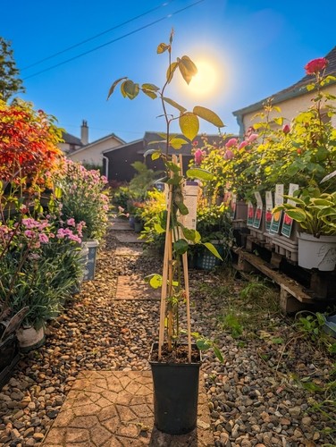 Orange climbing rose 2 l - , |