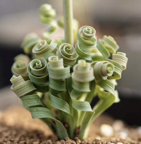 Albuca concordiana 10cm - albuca,