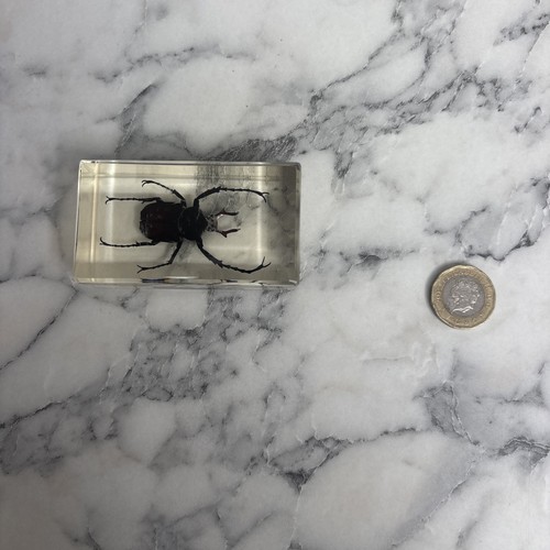 National geographic bugs - national,