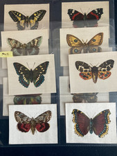 cigarette cards butterflies &