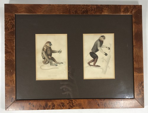 Antique engravings the natural - engravings,