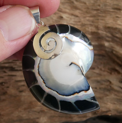 Large black nautilus - black, shell