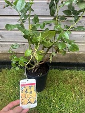 POTTED ROSE 'CHINATOWN'