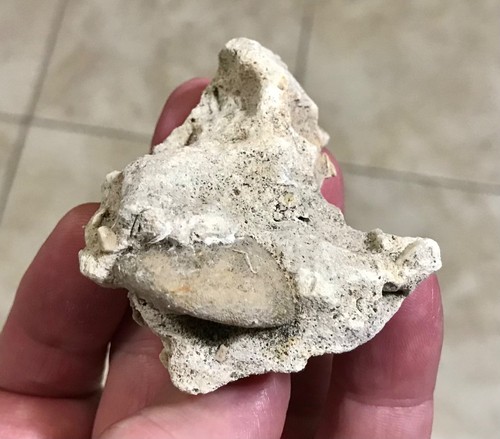 Nice sea biscuit - biscuit, echinoid