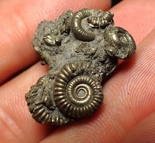 Full pyrite multi-ammonite