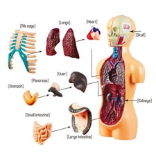 Human Body Model Human Anatomy
