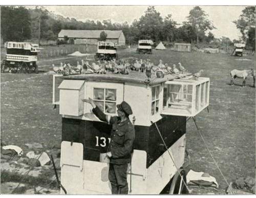 British army carrier pigeons - army,