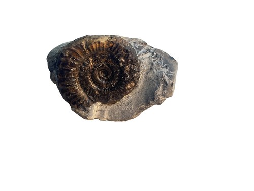 Whitby peronoceras fossil - whitby,