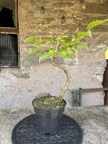 Hornbeam bonsai starter tree - hornbeam,