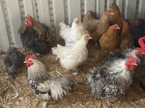 Frizzle cochin bantam - frizzle,