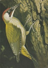 Green Woodpecker Wellington