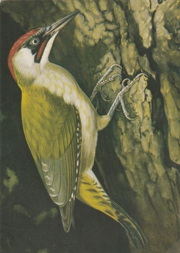 Green woodpecker wellington - woodpecker,