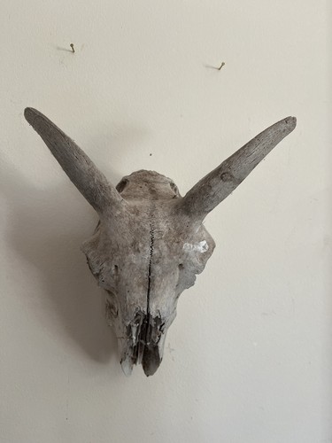 Real sheeps skull - sheeps,