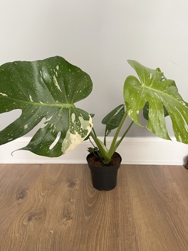 Monstera thai constellation - monstera,