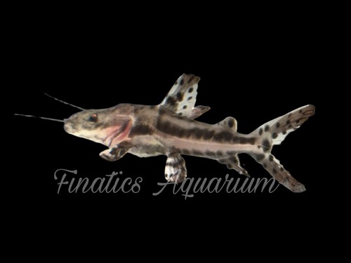 One tiger shovelnose catfish - tiger,