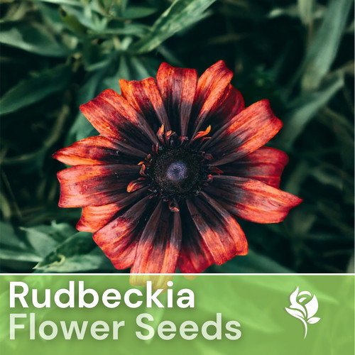 Sunset black rudbeckia seeds - sunset,