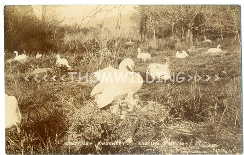 Abbotsbury nesting swans - rp,
