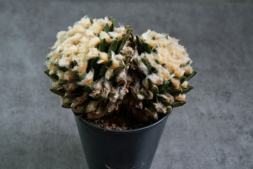 Ariocarpus retusus 20cm