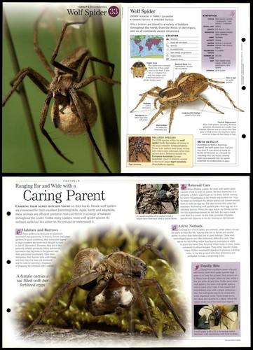 Wolf spider invertebrates - wolf,