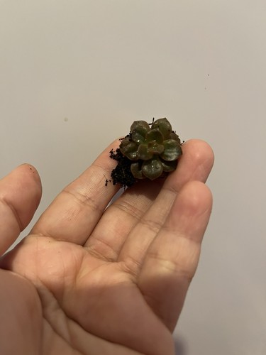 Echeveria melaco rooted - echeveria,