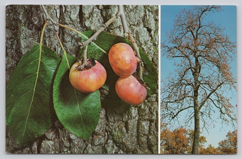 Vintage 1968 nature - vintage,
