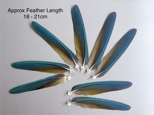 Parrot macaw feather crafts - parrot,