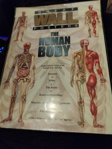 Human body muscle - body, anatomy