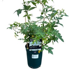 Whartons 'Rambling Rector'