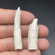 Megalodon era cetacean teeth - megalodon,