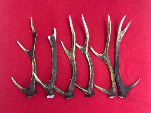 Pieces sika deer - of,